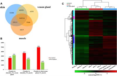 Transcriptome Analysis and Identification of the Cholesterol Side Chain Cleavage Enzyme BbgCYP11A1 From Bufo bufo gargarizans